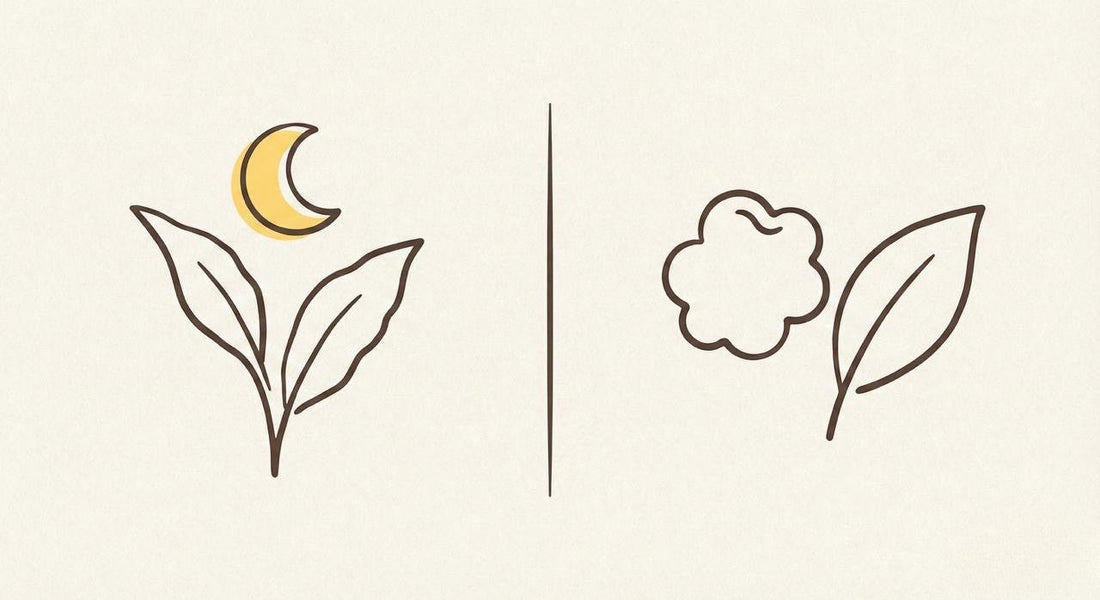 Hojicha vs. Genmaicha: Dein Tee für Geschmack & wenig Koffein